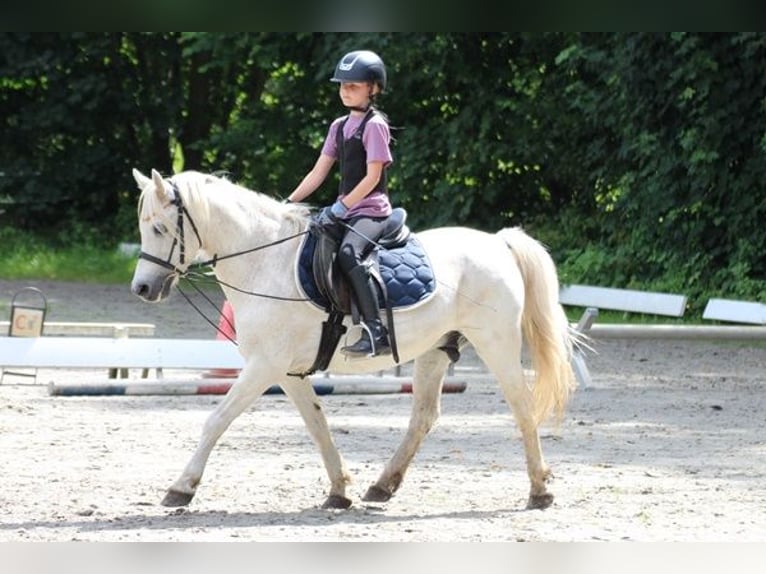 Inne kuce/małe konie Mix Wałach 15 lat 127 cm Siwa in Neumünster