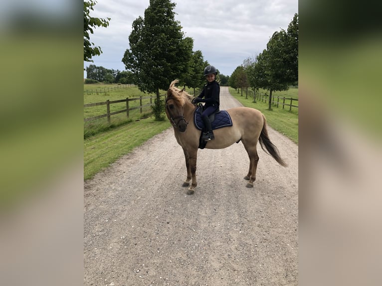 Inne kuce/małe konie Mix Wałach 17 lat 138 cm Jasnogniada in Heiligenstedten