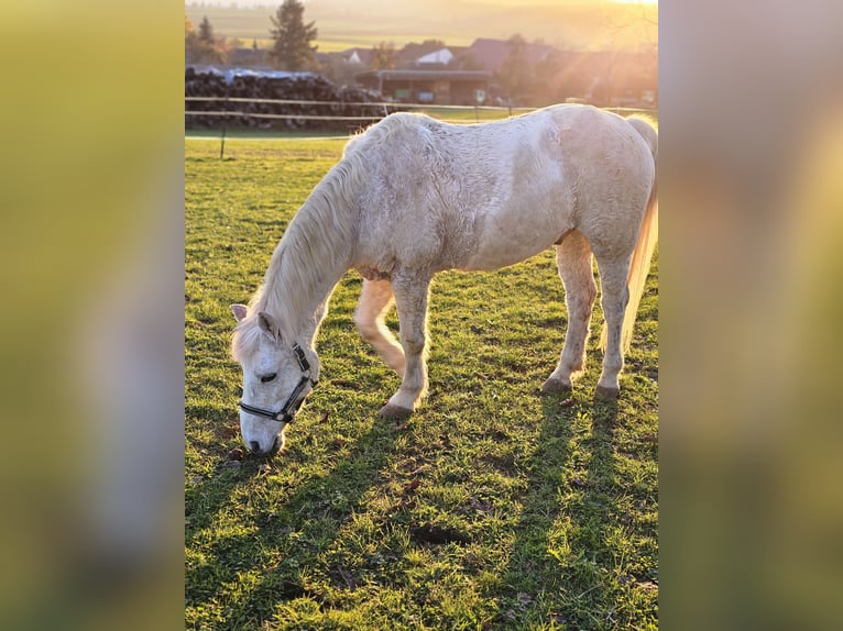 Inne kuce/małe konie Mix Wałach 20 lat 135 cm Siwa jabłkowita in Geislingen an der Steige/ Stötten