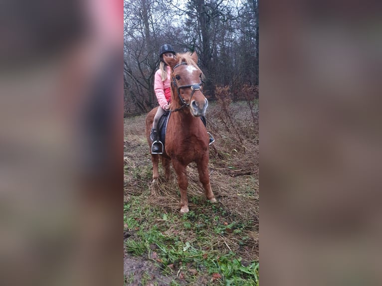 Inne kuce/małe konie Mix Wałach 20 lat 141 cm Kasztanowata in Timmendorfer Strand