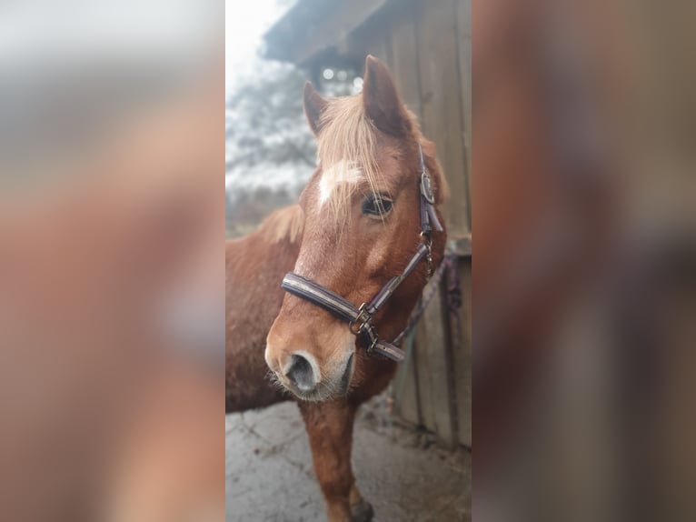 Inne kuce/małe konie Mix Wałach 20 lat 141 cm Kasztanowata in Timmendorfer Strand