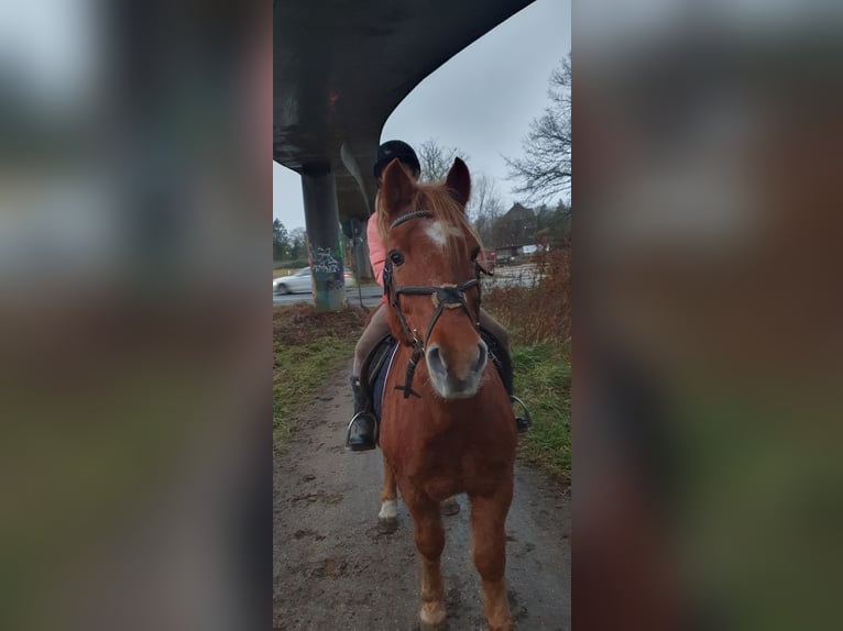 Inne kuce/małe konie Mix Wałach 20 lat 141 cm Kasztanowata in Timmendorfer Strand