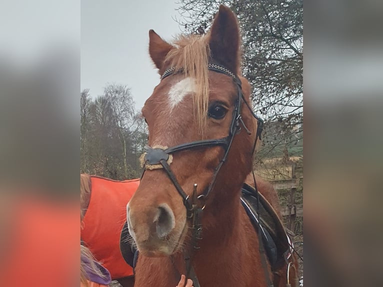 Inne kuce/małe konie Mix Wałach 20 lat 141 cm in Timmendorfer Strand