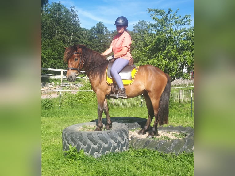 Inne kuce/małe konie Wałach 3 lat 130 cm Gniada in Bayerbach