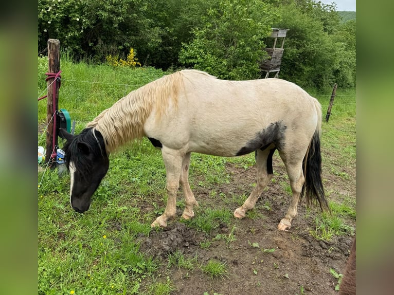 Inne kuce/małe konie Wałach 3 lat 135 cm in Daleiden