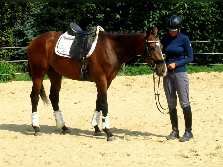 Inne kuce/małe konie Wałach 3 lat 152 cm Gniada in Velpke