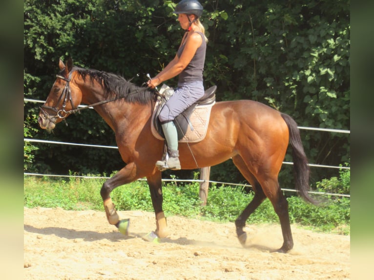 Inne kuce/małe konie Wałach 3 lat 152 cm Gniada in Velpke