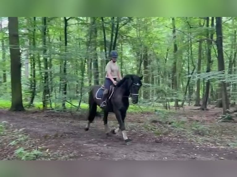 Inne kuce/małe konie Wałach 3 lat 156 cm Ciemnogniada in Braunschweig