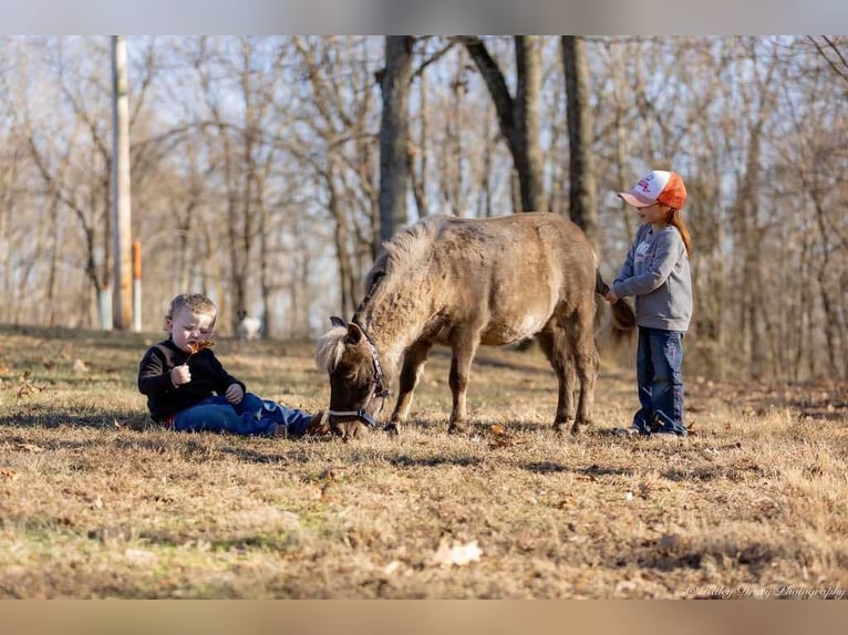 Inne kuce/małe konie Wałach 3 lat 81 cm Izabelowata in Auburn, KY