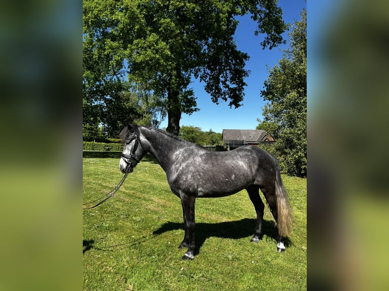 Inne kuce/małe konie Wałach 4 lat 145 cm Siwa in Bücken