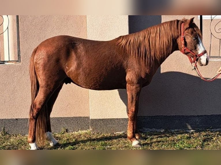 Inne kuce/małe konie Wałach 5 lat 140 cm in Deggendorf