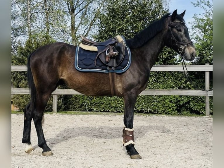 Inne kuce/małe konie Wałach 5 lat 140 cm in Interlaken