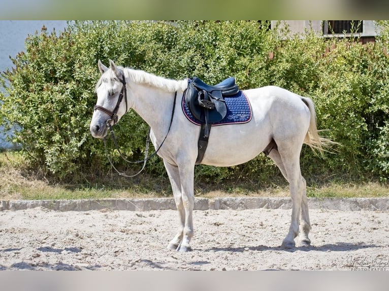 Inne kuce/małe konie Wałach 5 lat 145 cm Siwa in Pelmberg