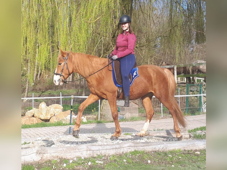 Inne kuce/małe konie Wałach 5 lat 152 cm Kasztanowata in Bayerbach