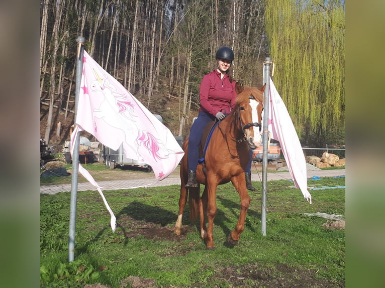 Inne kuce/małe konie Wałach 5 lat 152 cm Kasztanowata in Bayerbach