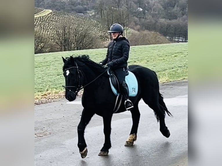 Inne kuce/małe konie Mix Wałach 5 lat 154 cm Kara in Meschede