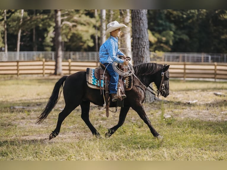 Inne kuce/małe konie Wałach 6 lat 107 cm Kara in Lyles, TN