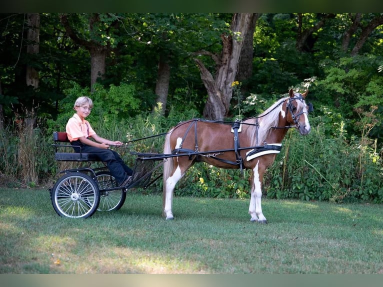 Inne kuce/małe konie Wałach 6 lat 112 cm in Rebersburg, PA