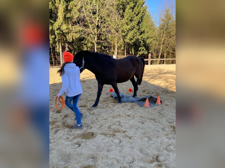 Inne kuce/małe konie Wałach 6 lat 140 cm Ciemnogniada in St.Georgen am Ybbsfelde