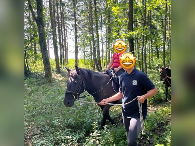 Inne kuce/małe konie Wałach 6 lat 140 cm Ciemnogniada in St.Georgen am Ybbsfelde