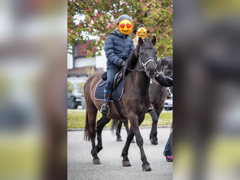 Inne kuce/małe konie Wałach 6 lat 140 cm Ciemnogniada in St.Georgen am Ybbsfelde