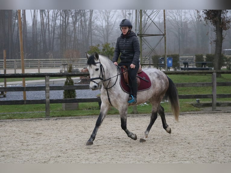 Inne kuce/małe konie Wałach 6 lat 143 cm Siwa in Genk