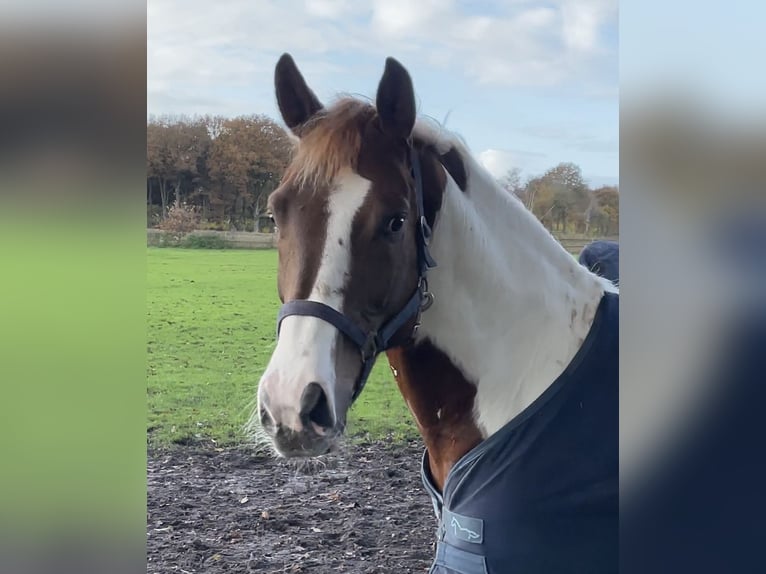 Inne kuce/małe konie Wałach 6 lat 147 cm Srokata in Cloppenburg