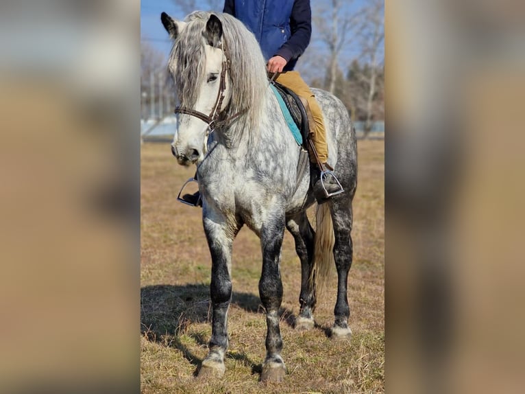 Inne kuce/małe konie Wałach 6 lat 162 cm in Deggendorf