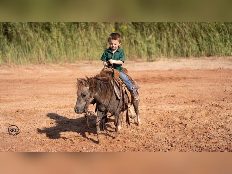 Inne kuce/małe konie Wałach 6 lat 91 cm Siwa in Canyon, TX