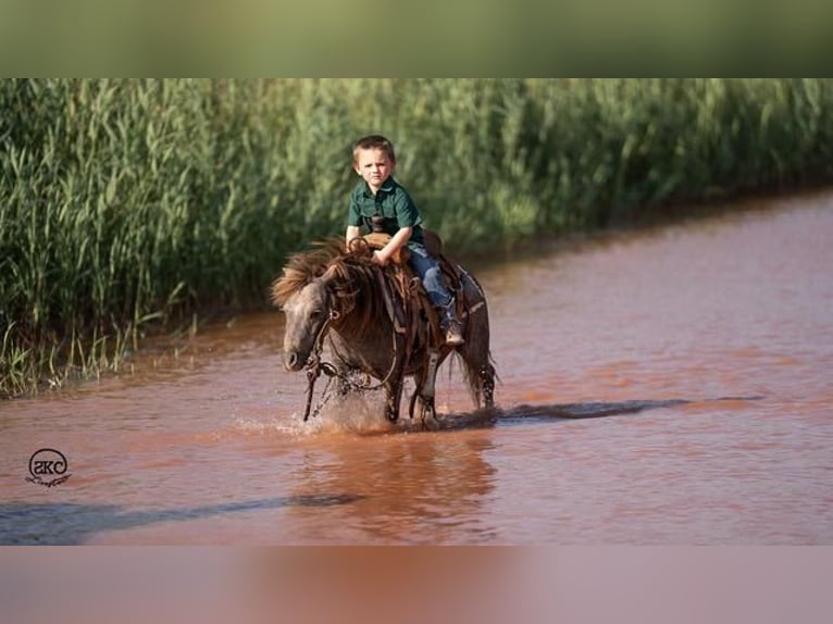 Inne kuce/małe konie Wałach 6 lat 91 cm Siwa in Canyon, TX