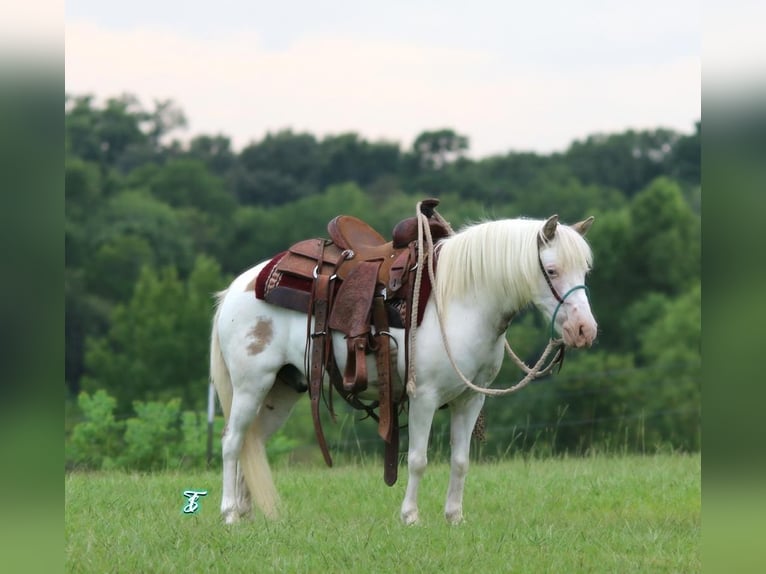 Inne kuce/małe konie Wałach 6 lat 97 cm Bułana in Carthage, TX