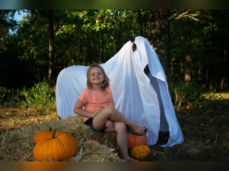 Inne kuce/małe konie Wałach 7 lat 102 cm Gniada in Henderson, KY