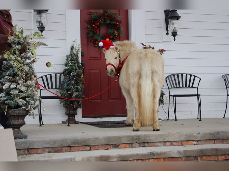 Inne kuce/małe konie Wałach 7 lat 102 cm Izabelowata in Highland MI