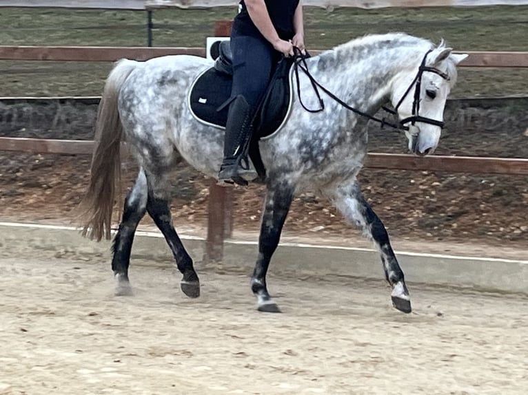 Inne kuce/małe konie Wałach 7 lat 147 cm Siwa jabłkowita in Ursensollen