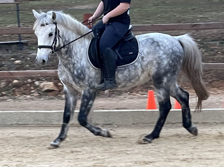 Inne kuce/małe konie Wałach 7 lat 147 cm Siwa jabłkowita in Ursensollen