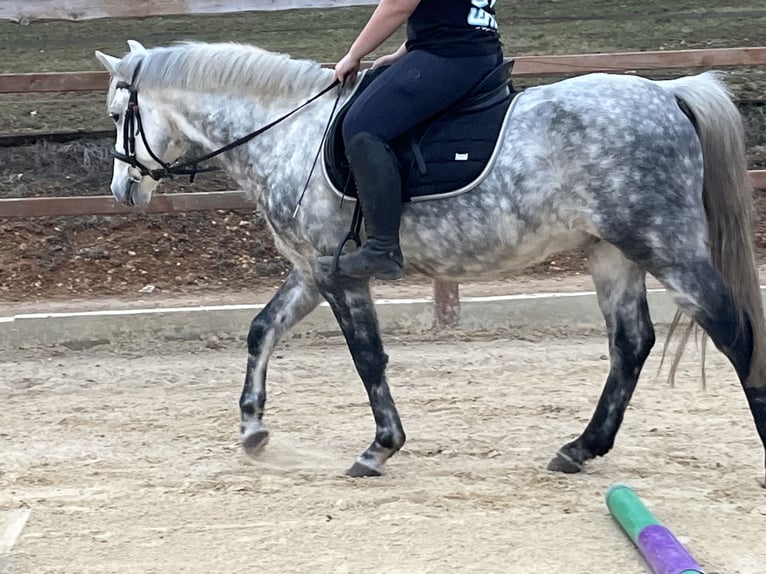 Inne kuce/małe konie Wałach 7 lat 147 cm Siwa jabłkowita in Ursensollen