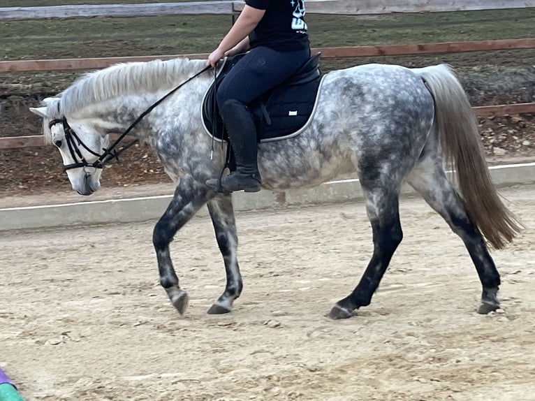 Inne kuce/małe konie Wałach 7 lat 147 cm Siwa jabłkowita in Ursensollen