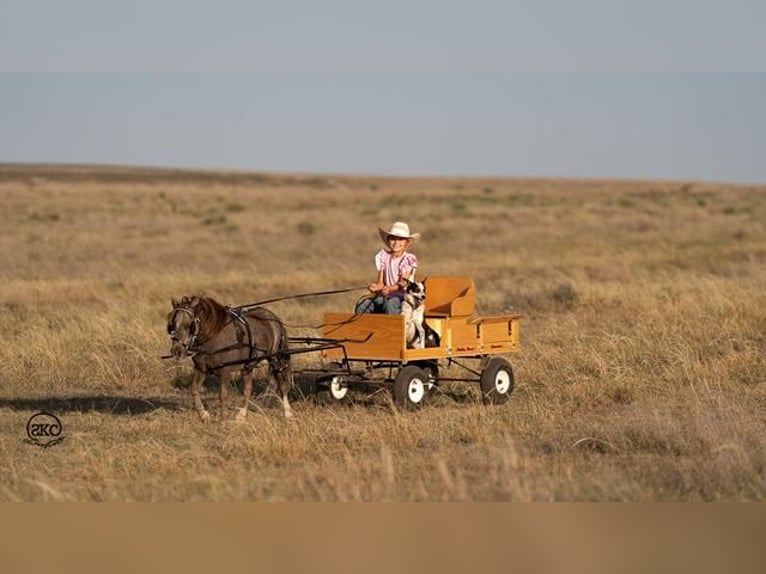 Inne kuce/małe konie Wałach 7 lat 91 cm Siwa in Canyon, TX