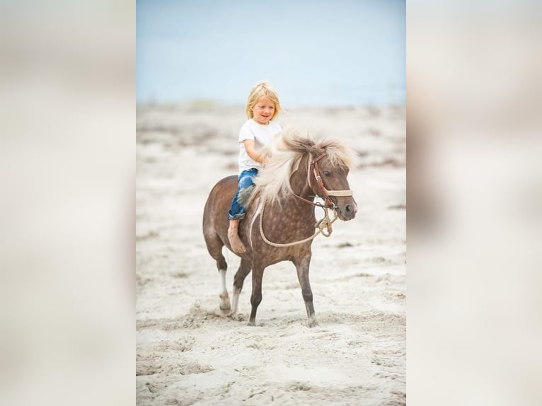Inne kuce/małe konie Wałach 7 lat in Joshua, TX