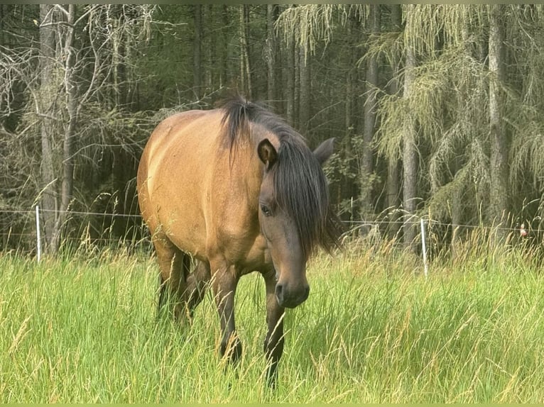 Inne kuce/małe konie Wałach 8 lat 120 cm Gniada in Wurzbach