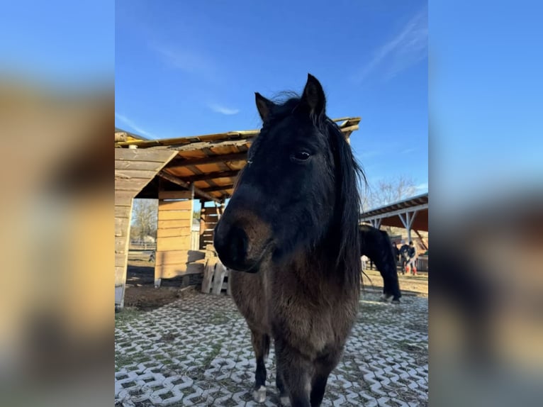 Inne kuce/małe konie Wałach 8 lat 120 cm Gniada in Wurzbach