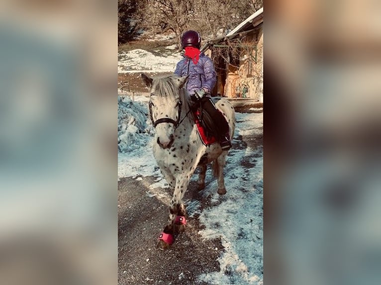 Inne kuce/małe konie Wałach 8 lat 125 cm Tarantowata in Schwarzach im Pongau