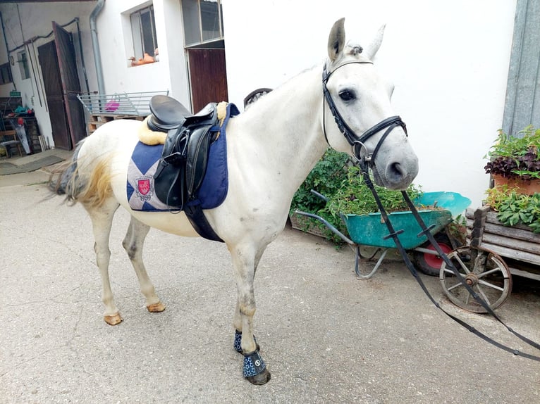 Inne kuce/małe konie Wałach 8 lat 140 cm Siwa in Böheimkirchen