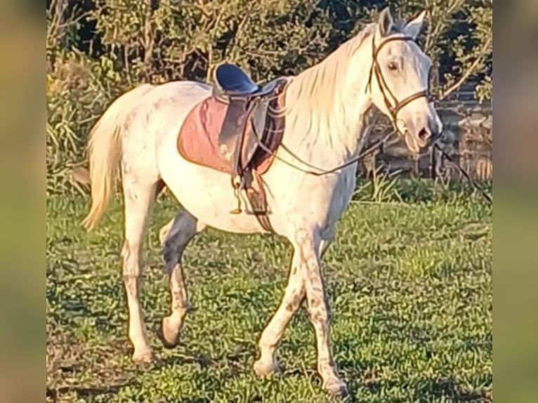 Inne kuce/małe konie Wałach 8 lat 155 cm in Deggendorf