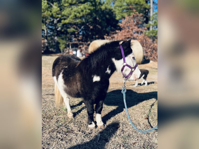 Inne kuce/małe konie Wałach 8 lat 86 cm in Cisco, TX