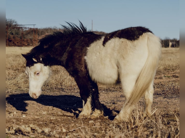 Inne kuce/małe konie Wałach 8 lat 86 cm in Cisco, TX