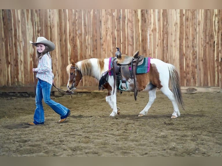 Inne kuce/małe konie Wałach 9 lat 102 cm in Valley Springs, SD