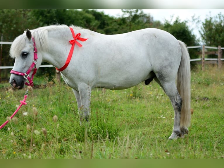 Inne kuce/małe konie Wałach 9 lat 126 cm Siwa in Pyrzyce