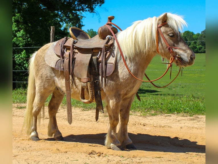 Inne kuce/małe konie Wałach 9 lat 94 cm in Rusk, TX