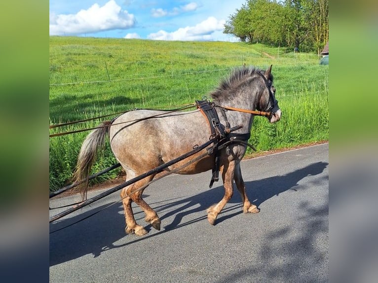 Inne kuce/małe konie Klacz 10 lat 128 cm Srokata in Ketzerbachtal